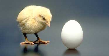 chicken or egg1